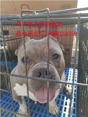 益农猛犬特种养殖基地 犬饲养的专业之道