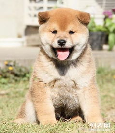精品柴犬养殖基地 用心培育，只供非凡品质伙伴