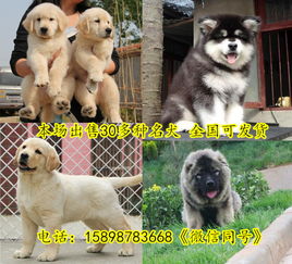 信阳商城金毛犬哪里有卖的 精品金毛 养殖巴巴网