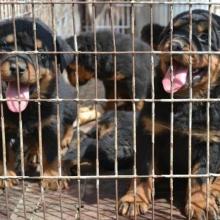 探访云南昆明世界名犬养殖基地 优质犬种与科学饲养之道