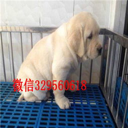 普陀狗场出售精品拉布拉多犬 实体养殖拉拉，包纯包养，为您守护忠诚伴侣