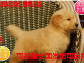 精品推荐 大头金毛犬 —— 成都专业养殖基地的健康之选