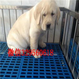 张家口精品拉布拉多犬专营 实体养殖，纯种包活，放心饲养