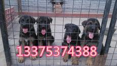中国大型名犬养殖基地 顶级犬饲养与品质展示