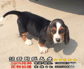 巴吉度犬养殖基地直销 健康纯种犬，回家车费我来报销