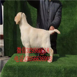 黔东南本地犬舍 培育精品赛级拉布拉多的严谨之路