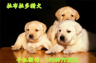 潍坊市拉布拉多犬市场与质量分析