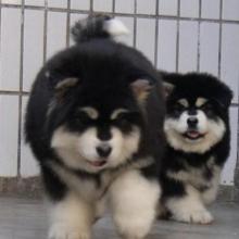爱犬养殖基地供应及犬只饲养全指南