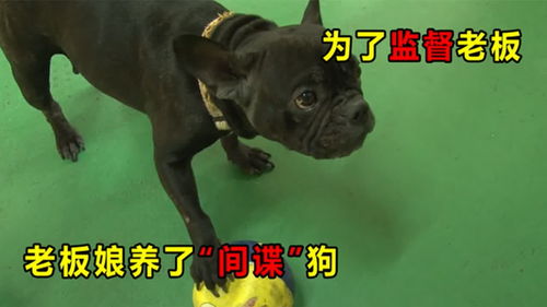 忠诚于谁 工厂老板娘与笼中的戍卫犬