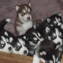 爱犬养殖基地 供应产品