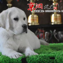 北京名犬养殖 卓越品质与科学饲养之道