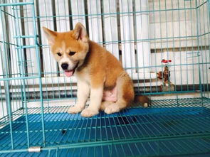 养殖场直销精品秋田犬 日系与美系纯种选择，饲养无忧指南
