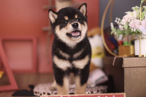 柴犬尴尬期快速度过指南 科学喂养助狗狗健康长胖