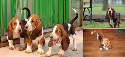 科学饲犬 从基础管理到健康养护