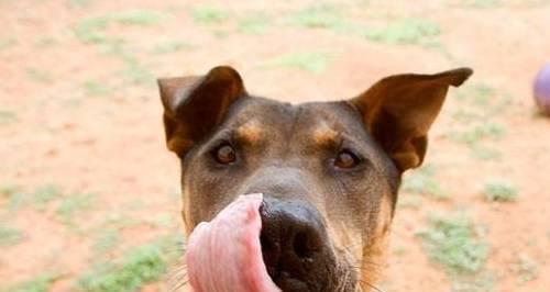 有机狗粮 为您的爱犬带来更健康的饮食选择