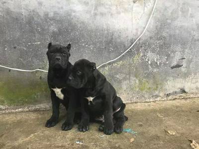 卡斯罗犬饲养与管理
