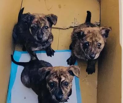 虎斑犬饲养者稀少之谜:背后的原因大揭秘