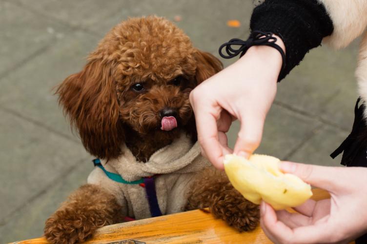饲养泰迪犬,不管你多想省钱,宠物物有那哪些需要换?