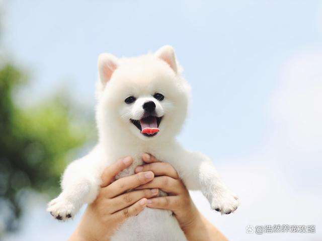 博美犬好养吗？饲养博美犬的必备小技巧