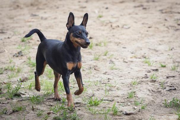 迷你杜宾犬饲养指南 用爱与责任，呵护贴心萌宠