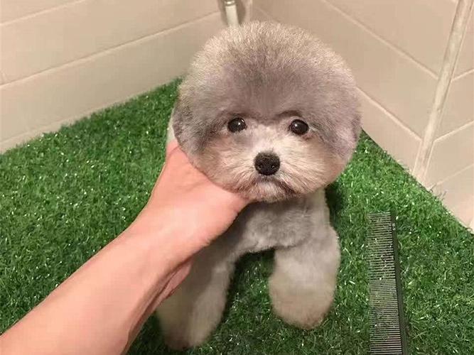 茶杯狗能活多久,茶杯犬更好饲养