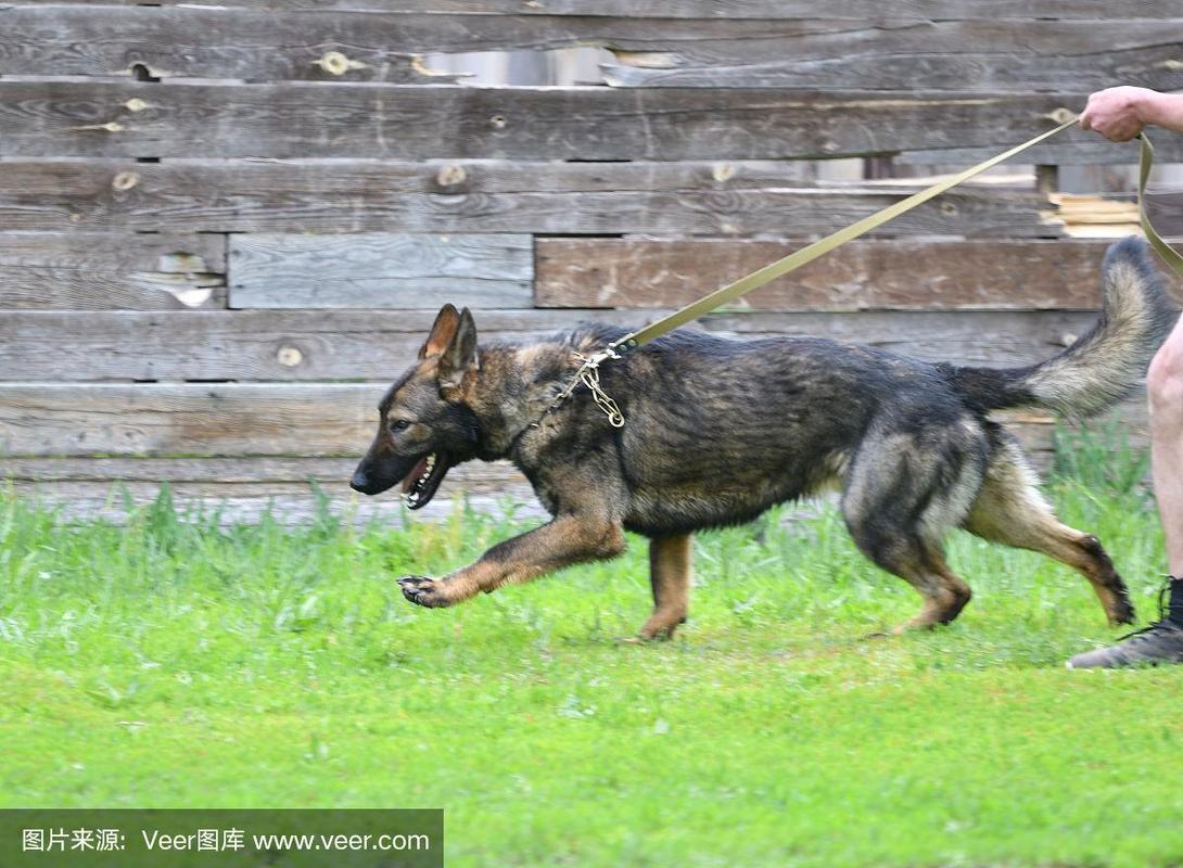 狗饲养牧羊犬或比利时牧羊犬散步